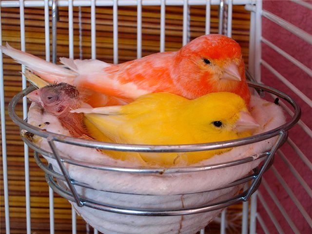 Содержание канареек и уход за ними в Дагестанских Огнях