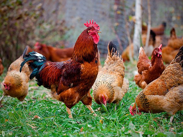 Породы куриц | ЗооТом - продажа, вязка и услуги для животных в Дагестанских Огнях