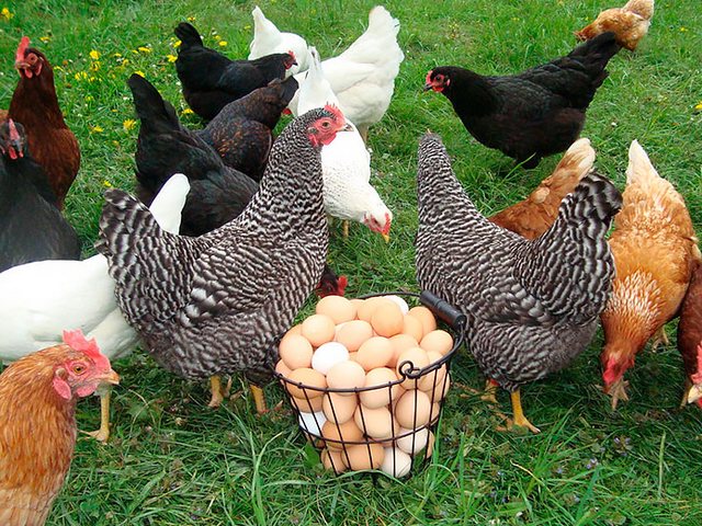 Содержание кур и уход за ними | ЗооТом - продажа, вязка и услуги для животных в Дагестанских Огнях Содержание кур и уход за ними | ЗооТом - продажа, вязка и услуги для животных в Дагестанских Огнях
