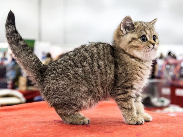 Породы кошек в Дагестанских Огнях | ЗооТом портал о животных