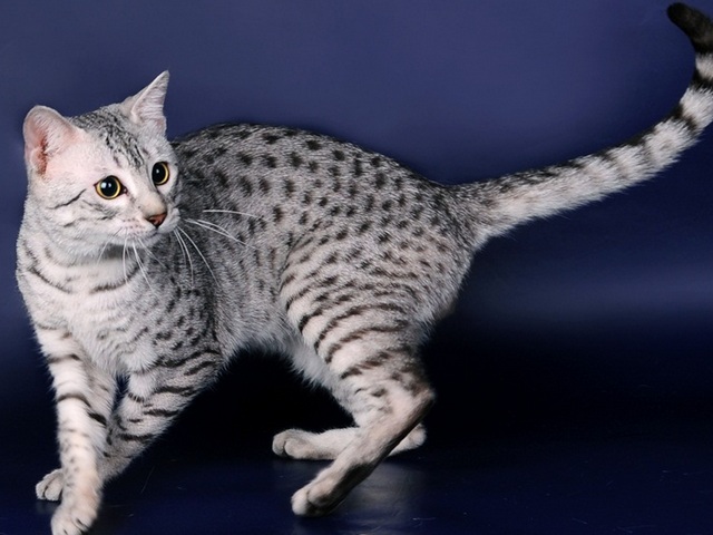 Породы кошек в Дагестанских Огнях | ЗооТом портал о животных