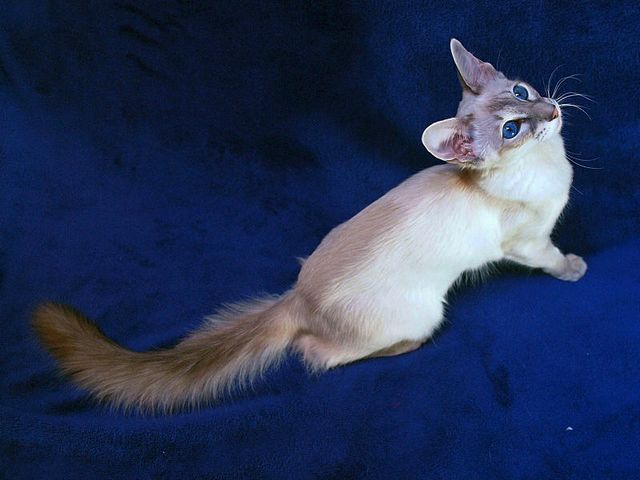 Выведенные породы кошек в Дагестанских Огнях | ЗооТом портал о животных