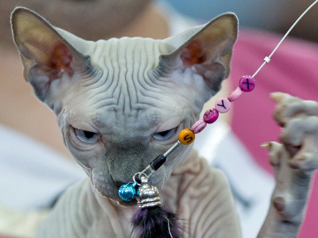 Выставки кошек в Дагестанских Огнях | ЗооТом портал о животных