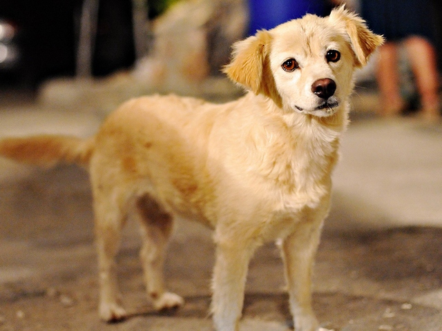 Породы собак в Дагестанских Огнях | ЗооТом портал о животных