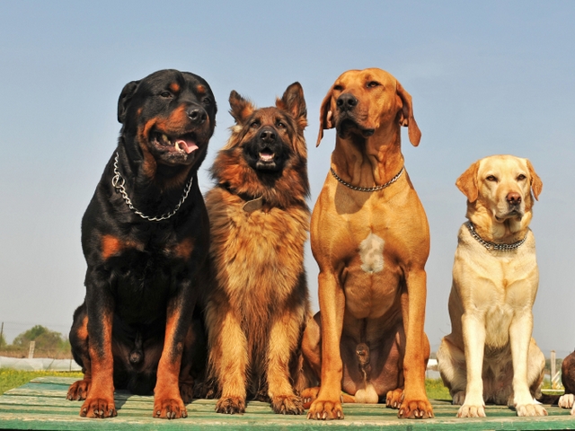 Крупные породы собак в Дагестанских Огнях | ЗооТом портал о животных